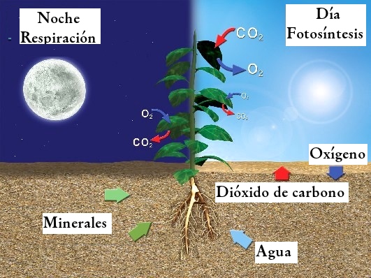 BIOLOGÍA 6 y 7: 1 Lección: Respiración en plantas.: 1 LECCIÓN